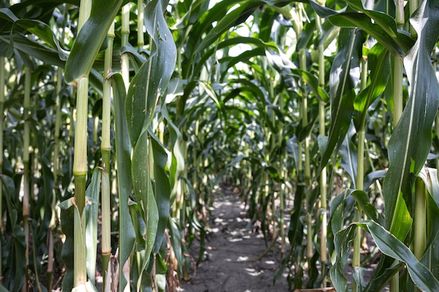 Young green corn growing on the field, background. Texture from young plants of corn, green background.