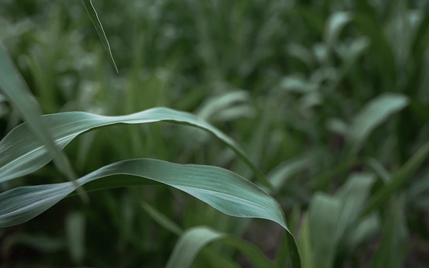 Young green corn growing on the field background