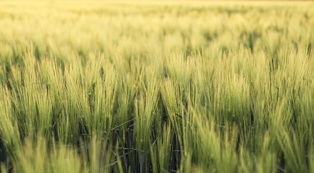 Young green ears of rye agricultural background of growing ears of cereals of wheat in sunset sunlight plantation in sunset rays soft focus selective focus