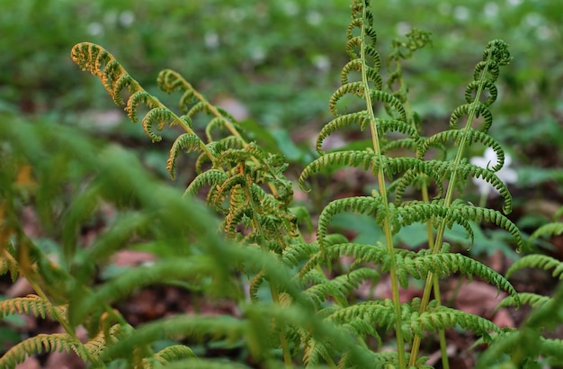 Free Photo young green leaves of an ostrich fern closeup in a spring park illuminated by the setting sun selective soft focus