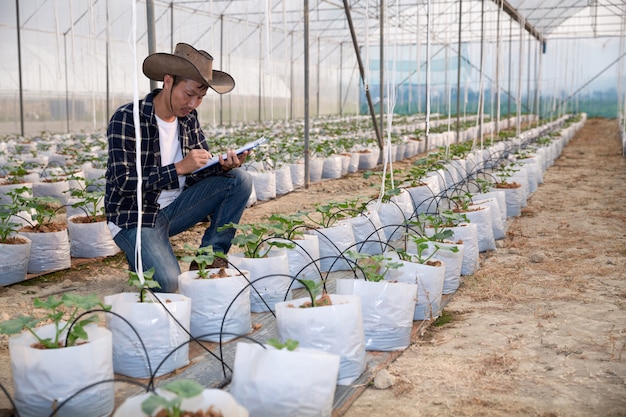 young green melon or cantaloupe growing in the greenhouse