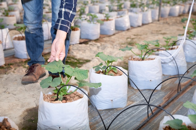 young green melon or cantaloupe growing in the greenhouse