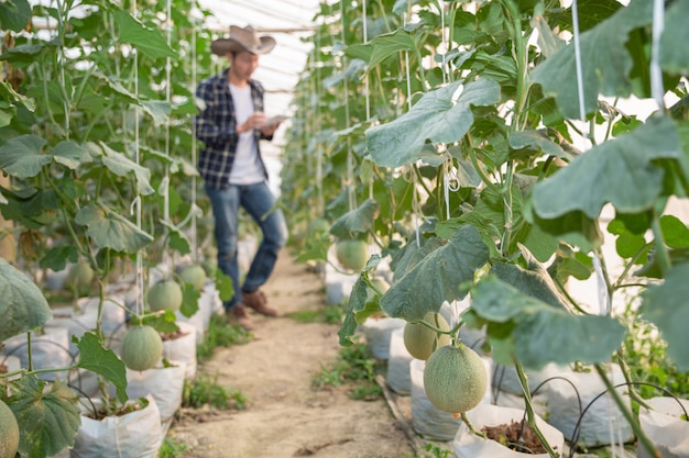 Free photo young green melon or cantaloupe growing in the greenhouse