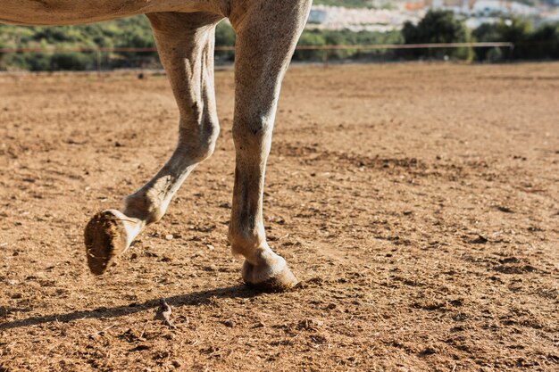 Young horse walking on the farm