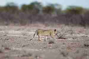 Free photo young lion walking in savanna field