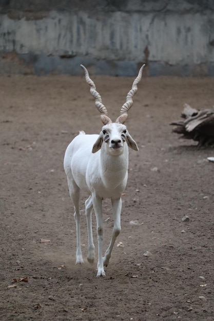 Free photo young male albino blackbuck walking in a zoo