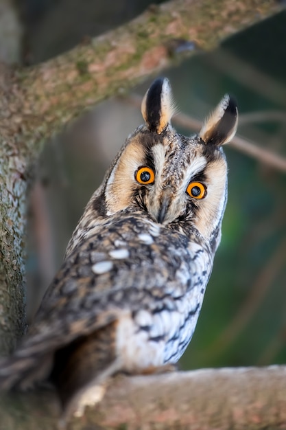 Free Photo young owl sit in a tree