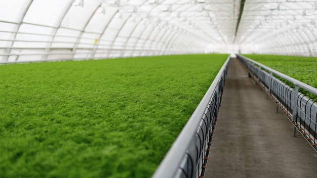 Free photo young plants growing in a very large plant commercial greenhouse