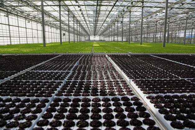 Free photo young plants growing in a very large plant commercial greenhouse