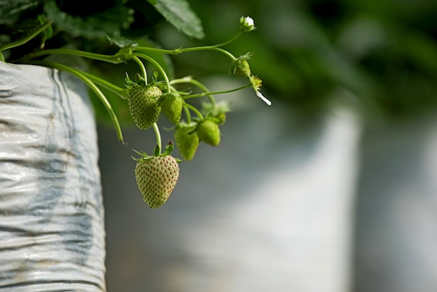 Free photo young unripe strawberry on its branch with leaf plant