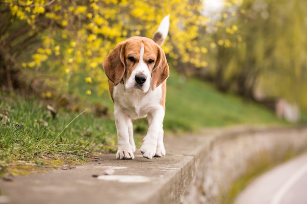 young walking dog outside walk