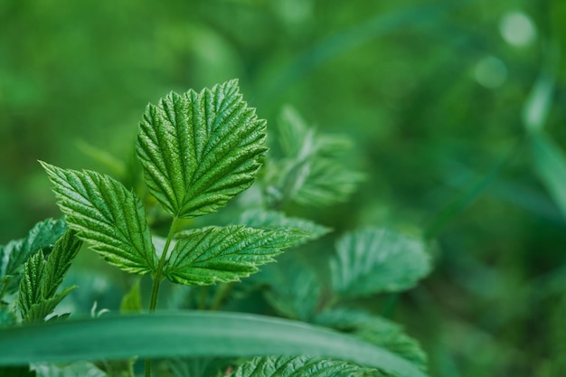 Young wild currant leaf in forest undergrowth green natural background or banner spring time in Karelia Closeup selective focus