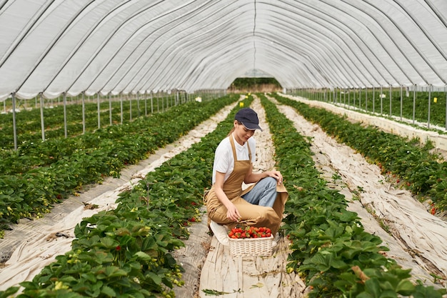 Free photo young woman in apron harvesting strawberries in basket