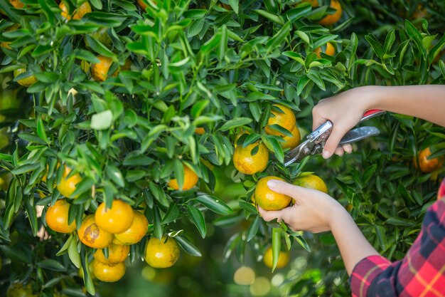 Young woman in the garden harvest orange in the garden.