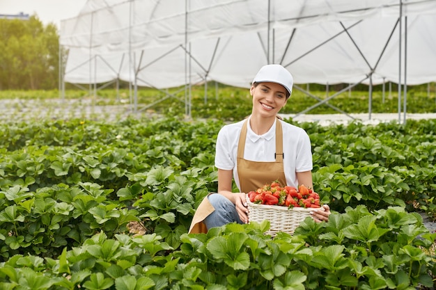 Young woman harvesting strawberries in greenhouse