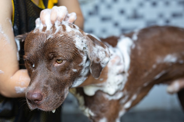 Free Photo young woman taking a bath with her favorite dog, world dog love day concept.