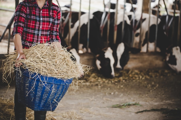 Young woman working with hay for cows on dairy farm 