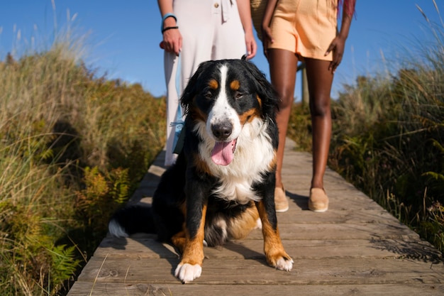 Free photo young women having fun with  dog at the beach