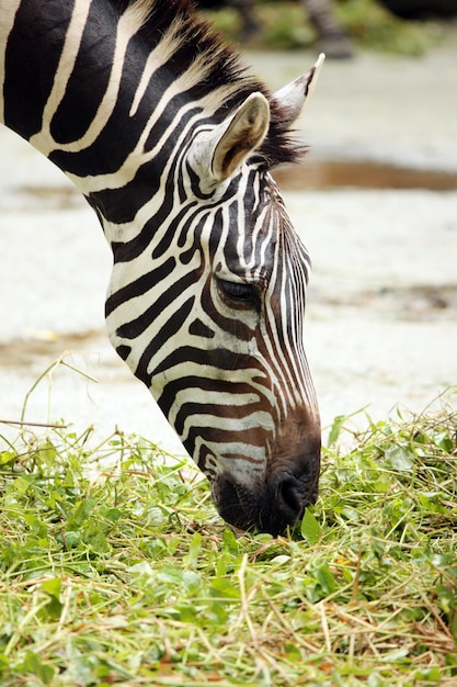 zebra eating