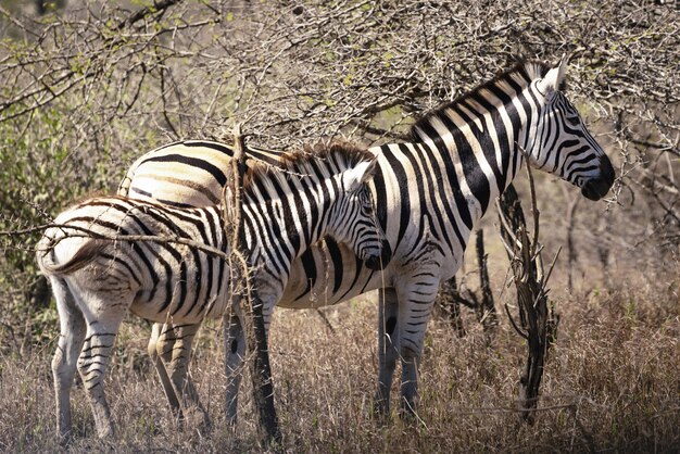 Zebra family in South Africa