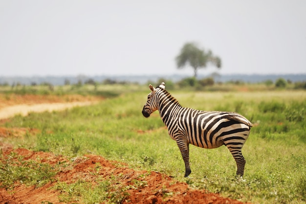 Free photo zebra in the grassland of tsavo east national park, kenya, africa