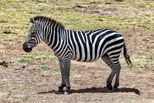 Zebra in a meadow surrounded by greenery under the sunlight