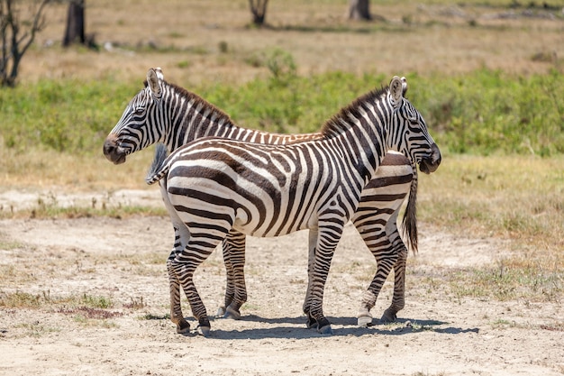 Free photo zebras in the grasslands