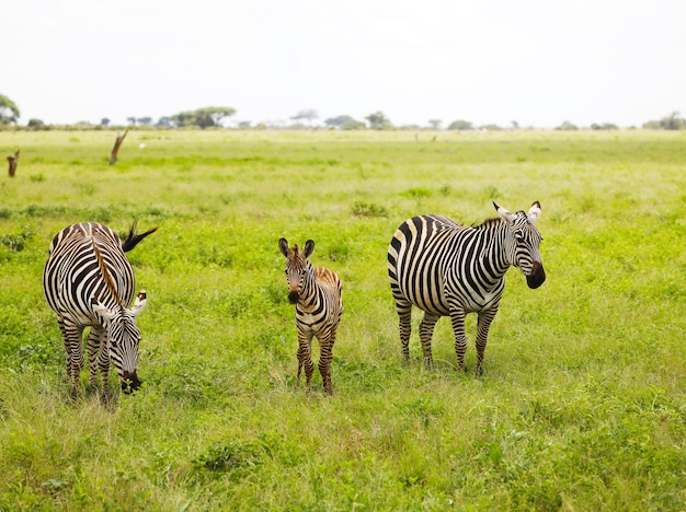 Zebras in Tsavo East National Park in Kenya