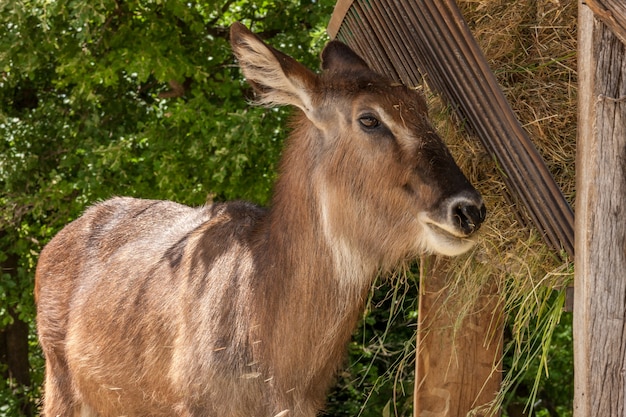 Zoo. antelope on a background of green