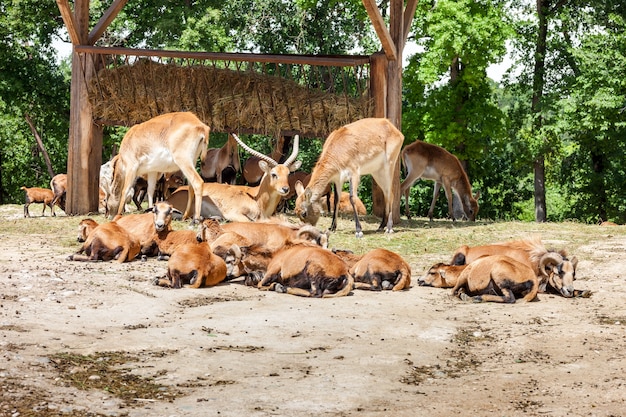 Free Photo zoo. herd of antelopes on  a of green forest