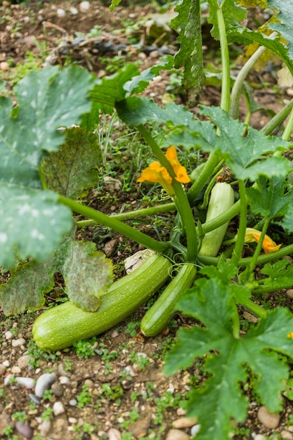 Free photo zucchinis