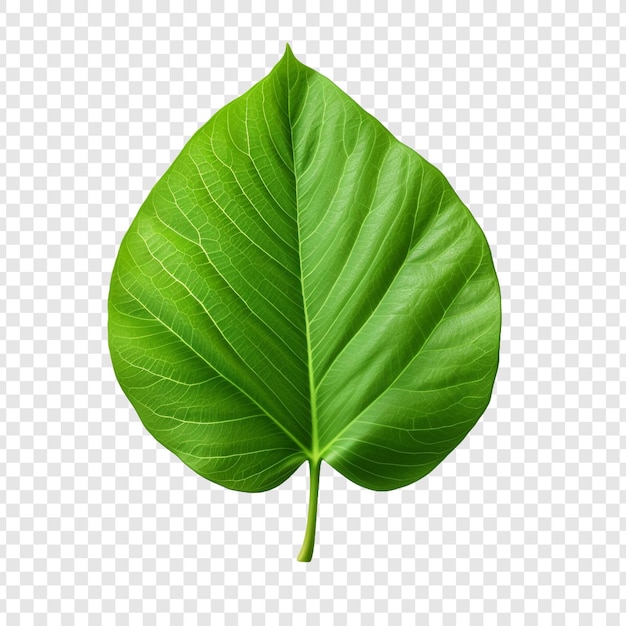 3d green leaf isolated on transparent background