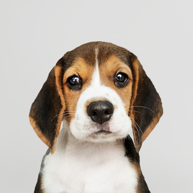 Adorable Beagle puppy solo portrait