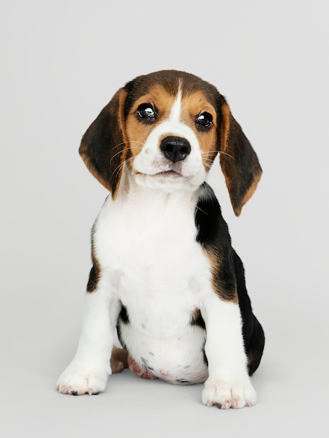 Adorable Beagle puppy solo portrait