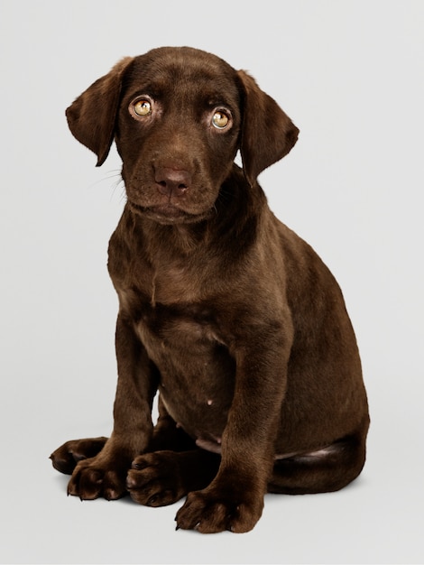 Free PSD adorable chocolate labrador retriever portrait