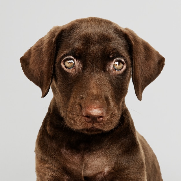 Adorable chocolate Labrador Retriever portrait