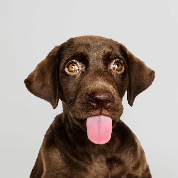 Free PSD adorable chocolate labrador retriever portrait