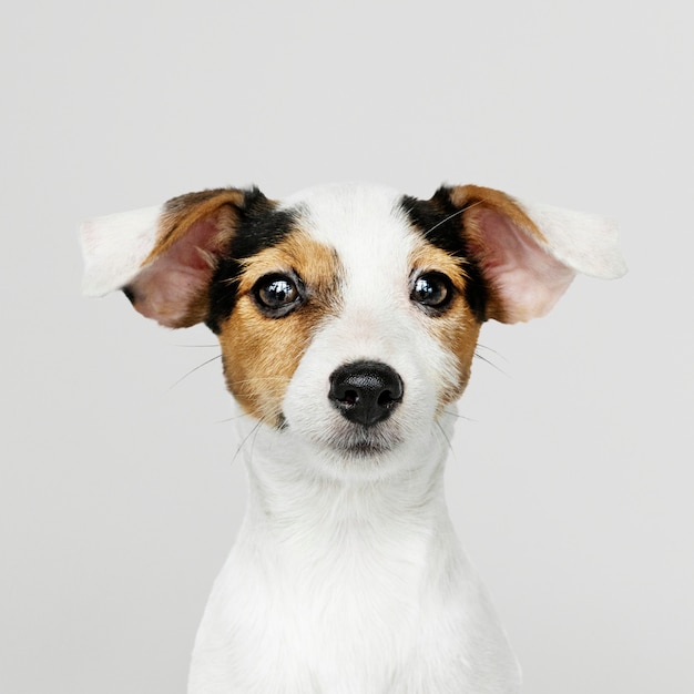 Adorable Jack Russell Retriever puppy portrait