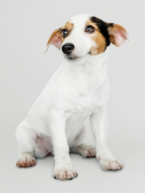 Adorable jack russell retriever puppy portrait