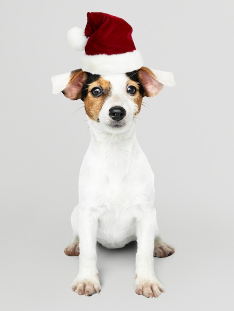 Free PSD adorable jack russell retriever puppy wearing a christmas hat