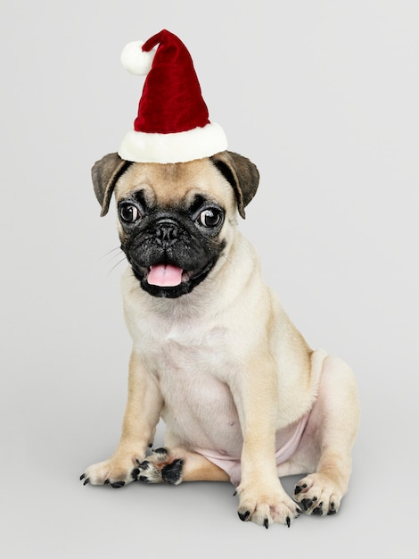 Free PSD adorable pug puppy wearing a christmas hat