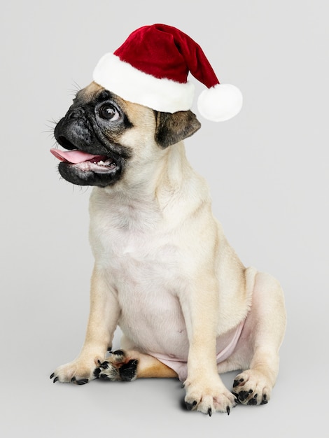 Adorable Pug puppy wearing a Christmas hat