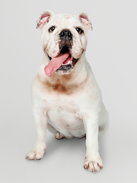 Adorable white Bulldog puppy portrait