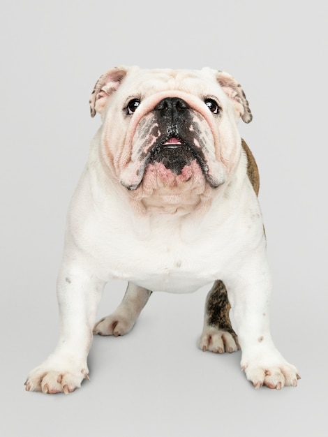 Free PSD adorable white bulldog puppy portrait