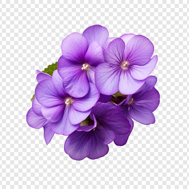 African Violet flower isolated on transparent background