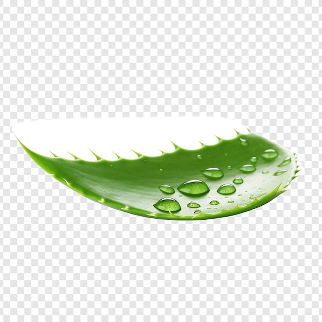 Free PSD aloe vera png isolated on transparent background