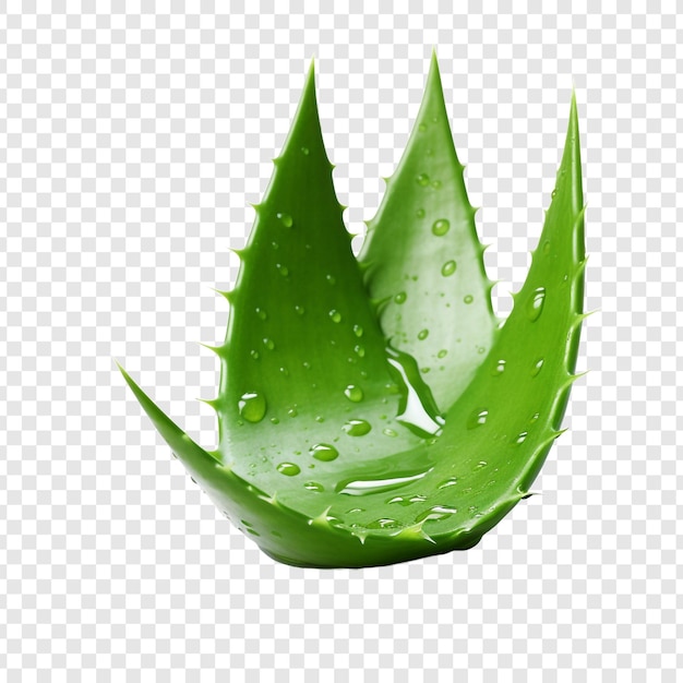 Free PSD aloe vera png isolated on transparent background