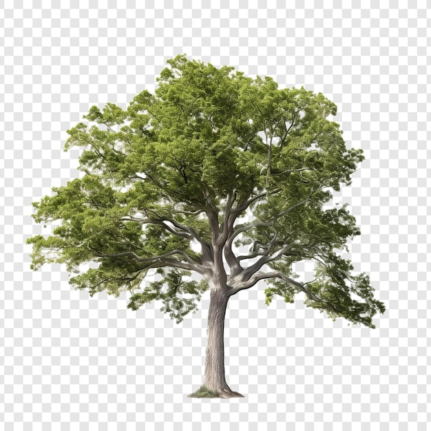 Ash isolated on transparent background