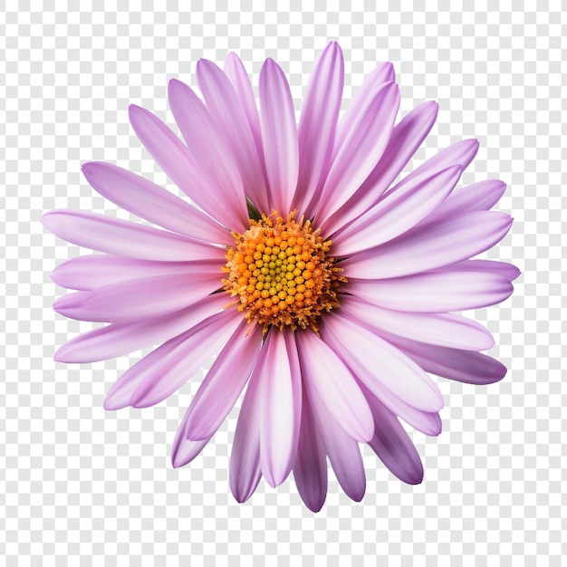 Aster flower isolated on transparent background