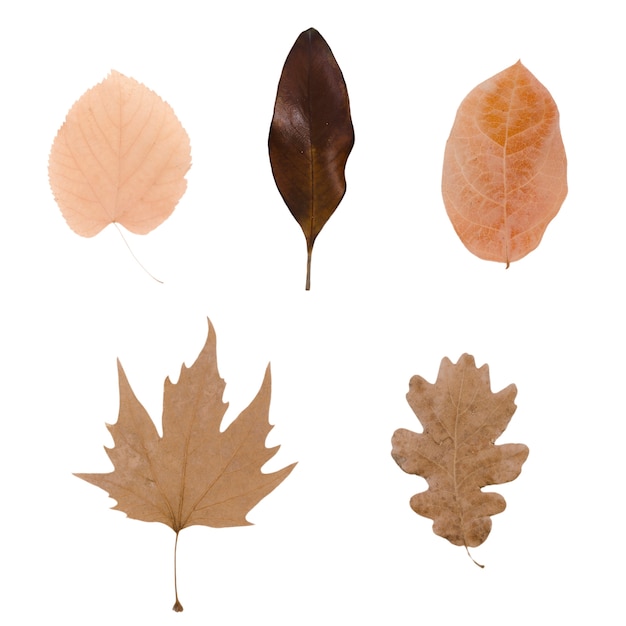 Autumn foliage elements isolated